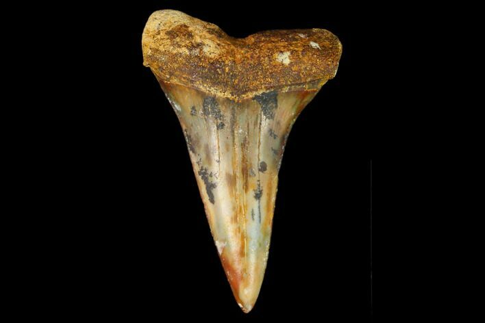 Colorful Mako/White Shark Tooth Fossil - Sharktooth Hill, CA #122705